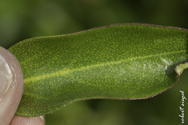 emily renzel wetlands 2026